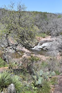 Cacti at Spring Creek Falls