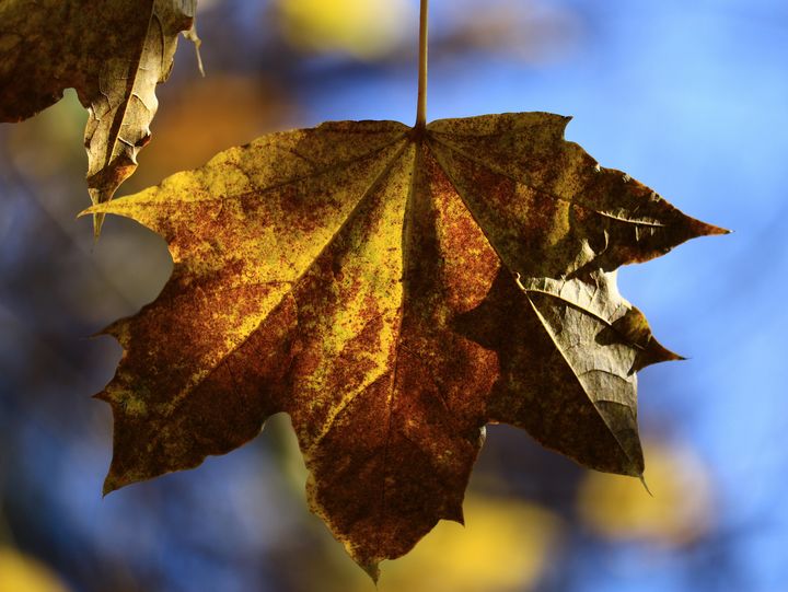 Autumn.7 - Raintree
