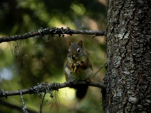Squirrël