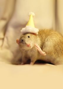 Dumbo Rats and Party Hats