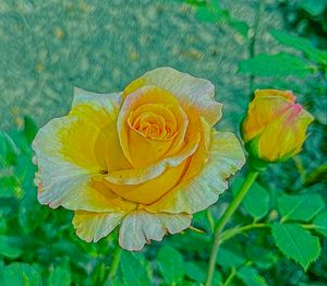 Yellow Rose Texas