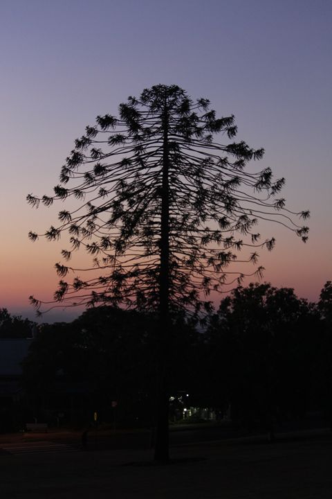 Bunya Tree - Chenaya Leigh