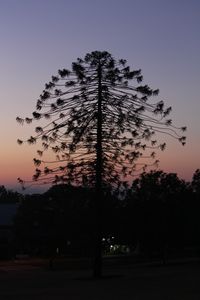 Bunya Tree