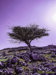 Oman Lavender World, fine Art Photo
