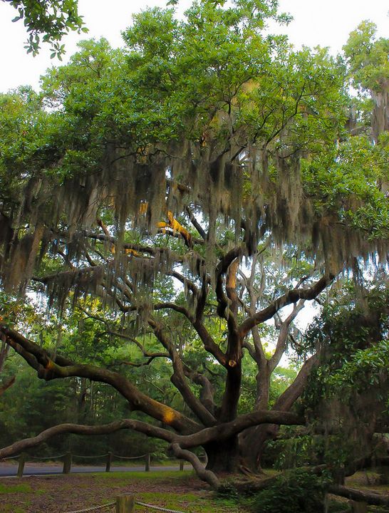 Forrest Gump Live Oak Randall Messina Photography Places And Travel