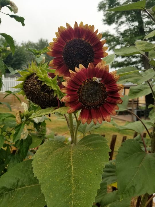 Sunflowers - Dawn Renee