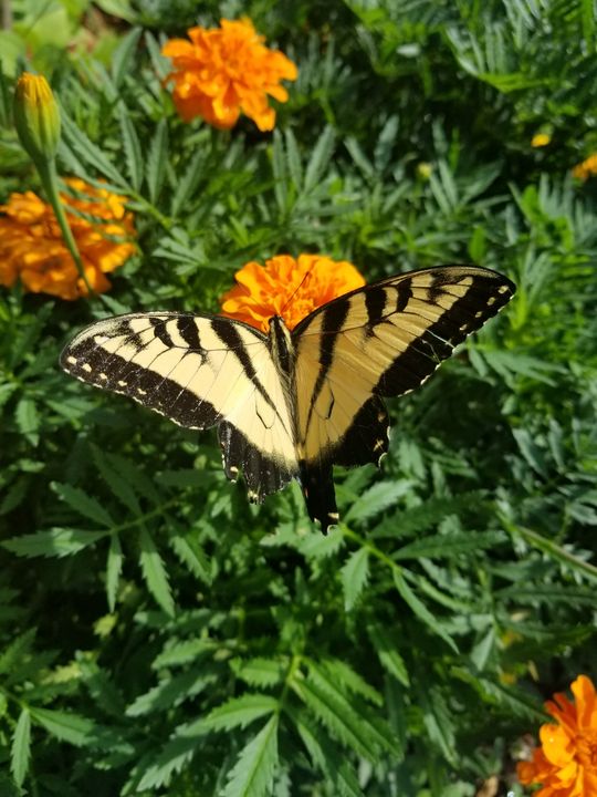 Tiger Swallowtail - Dawn Renee