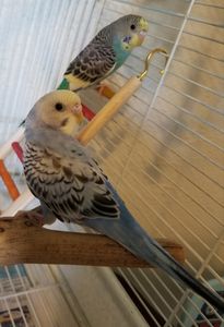 Buddy Budgies