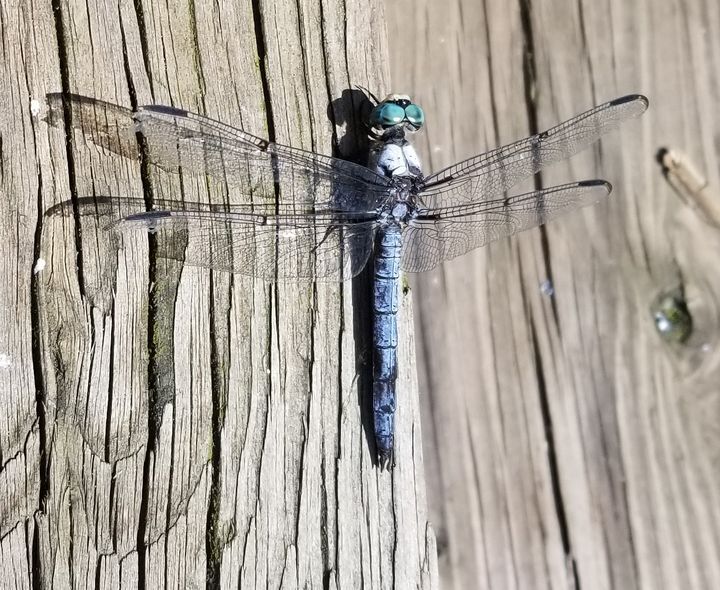 gorgeous dragonfly - Dawn Renee