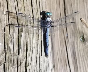 gorgeous dragonfly