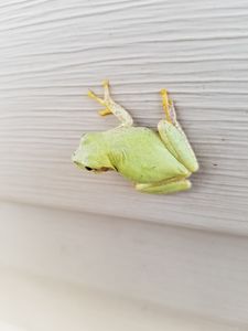 tree frog