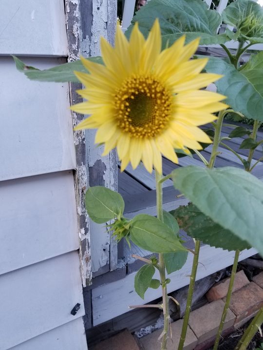 sunflower - Dawn Renee