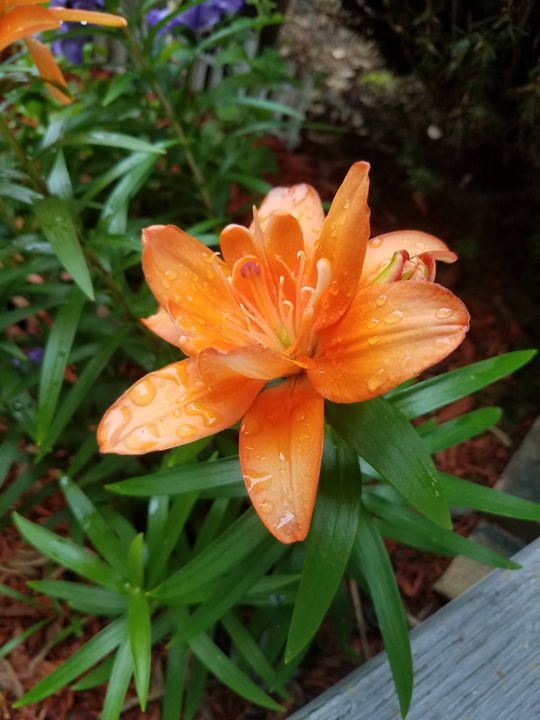 after the rain - Dawn Renee