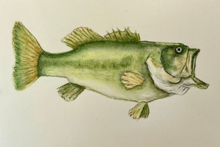 Large Mouth Bass - Addison - Paintings & Prints, Animals, Birds, & Fish ...