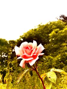 The Rose 🌹 of Dorset