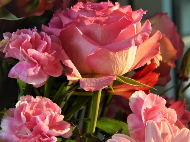 Sun kissed flower collection 4 CamilaMaria Photography, Flowers