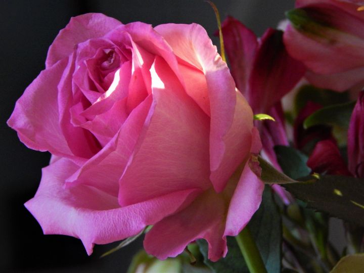 Sun kissed flower collection 5 CamilaMaria Photography, Flowers