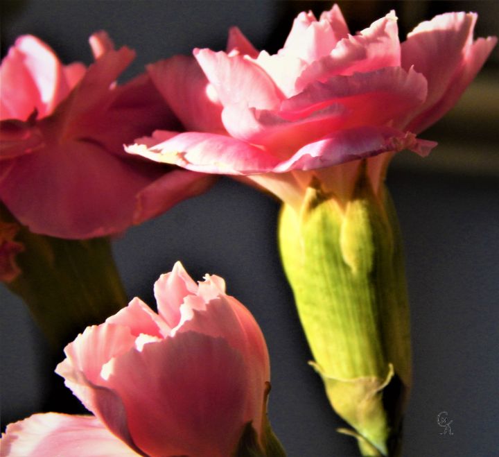 Sun kissed flower collection 6 CamilaMaria Photography, Flowers