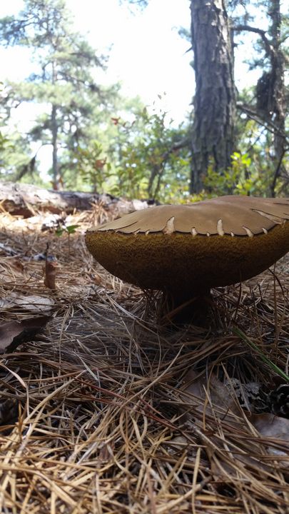 Mushroom Top - The Massaro Experience