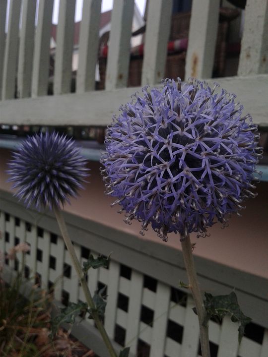Purple Flower Balls!!! - The Massaro Experience