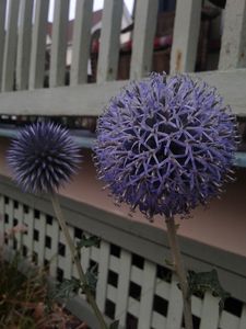Purple Flower Balls!!!
