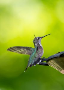 Hummingbird Berd and Breakfast - Garrett Sheehan - Photography