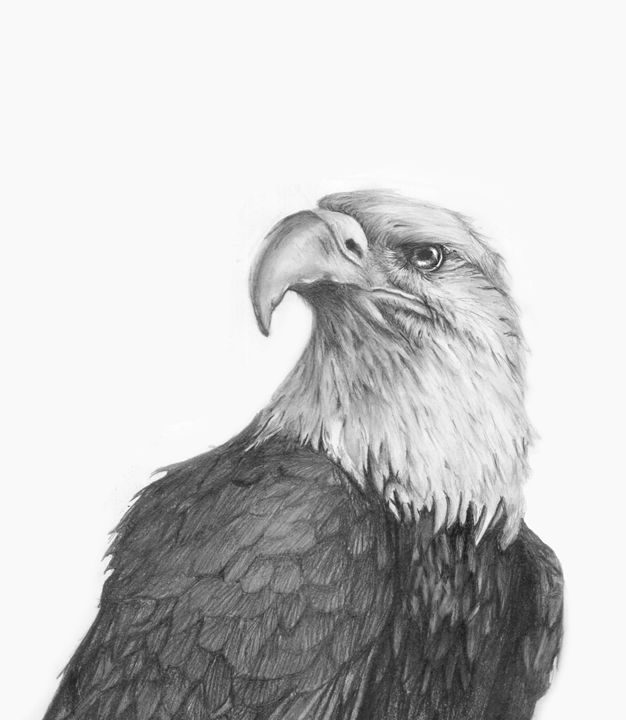 Premium Vector | Eagle - hand drawn vector llustration realistic sketch