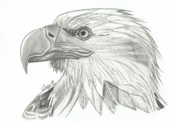 American bald eagle. Ink and watercolor drawing - Stock Illustration  [72949981] - PIXTA