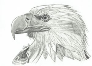 how to draw realistic eagles