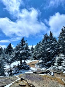 The Snowy Forests of Colorado - Rene's Gifts