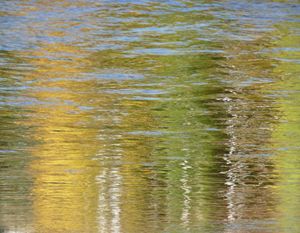 Golden Birch Reflections by Surfclaw