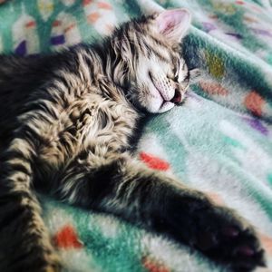 Kitten at Noon