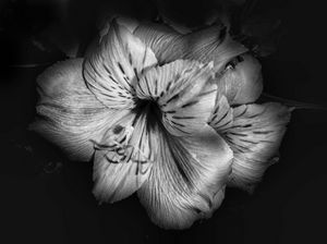 Black and White Lily