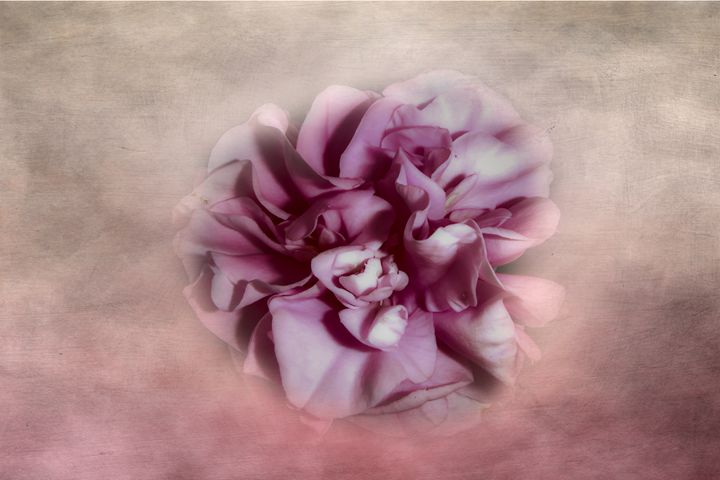 Softly Pink - Judith Lee Folde Photography & Art