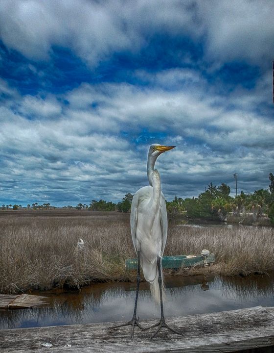 Great Egret - Judith Lee Folde Photography & Art