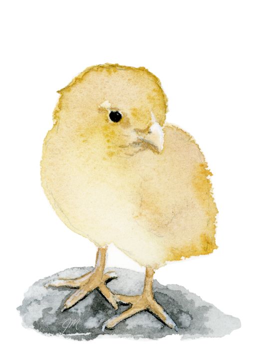 Baby Chick Watercolor Painting - Jessica Matthews - Paintings & Prints 