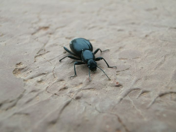 Black Beetle - Soulluring