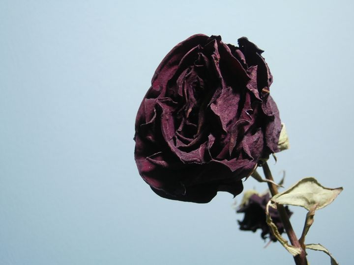 Purple Rose - Soulluring