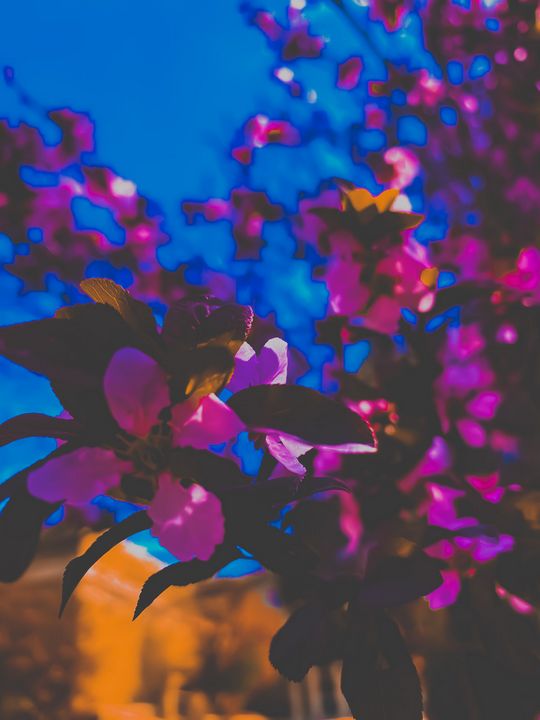 pink-and-brown-on-blue-day-drpeo-photography-flowers-plants