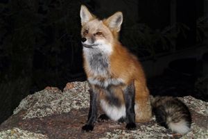 Red Fox with Winter Coat