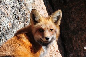 Red Fox by Boulder