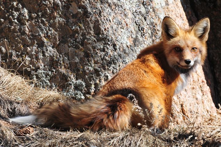 Red Fox Near Her Den - Marilyn Burton Photography