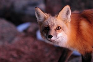 Red Fox at Sunset