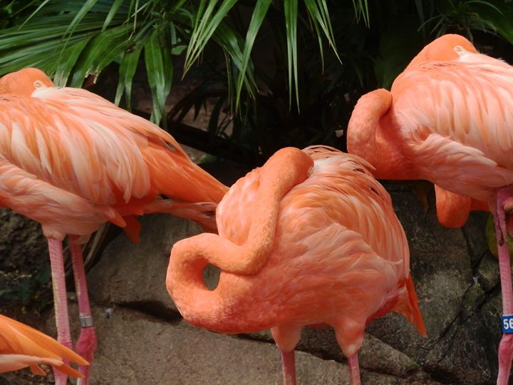 Flamingo - Artistic Independency