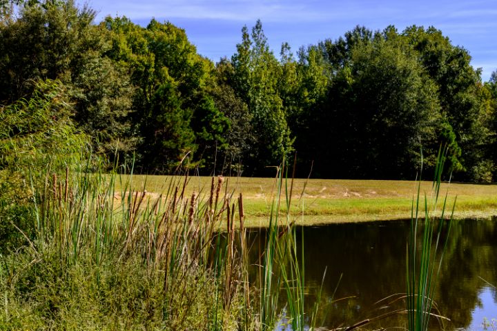 Field With Pond And Cat Tails-2751 - Keith Johnson - Photography ...