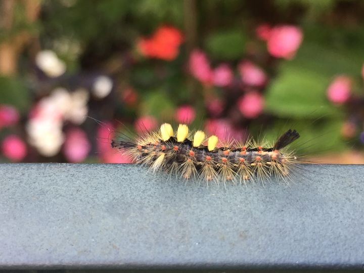 Caterpillar - England Photography - Photography, Animals, Birds, & Fish ...