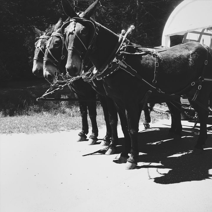 Mortimer Steeds Mortimer Nc Haus Collins Photography