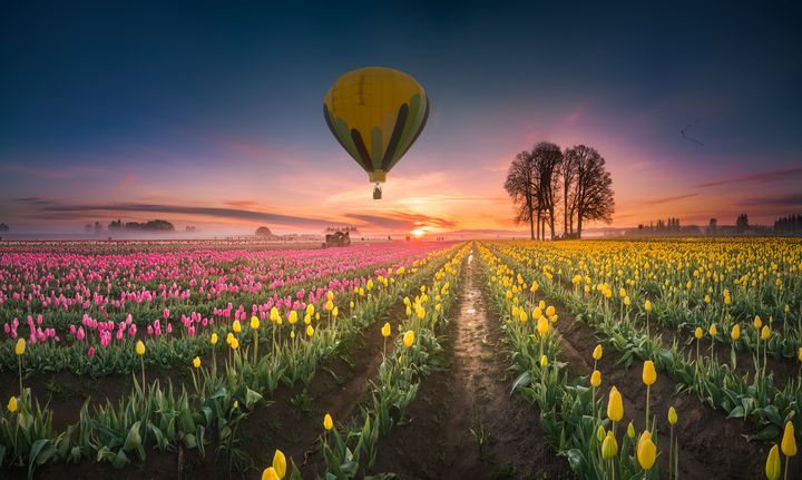 Hot air balloon over tulip field - Freebilly Photography Portland ...
