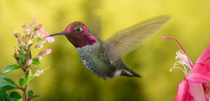 Male hummingbird visits pink flowers