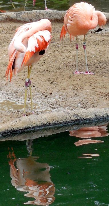 Flamingos - Stephanie Astin